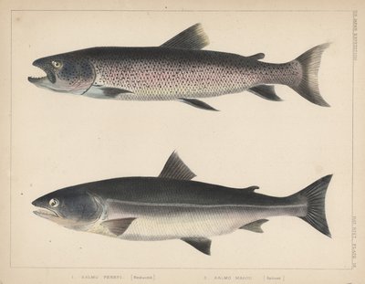 1. Salmo Perryi (verkleind), 2. Salmo Masou (verkleind), 1855 door H. Patterson